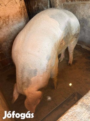 Malac eladó Mezőkeresztesen