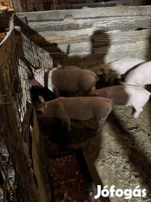 Malac eladó 