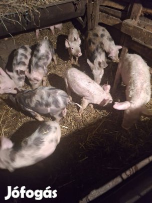 Malac eladó egy