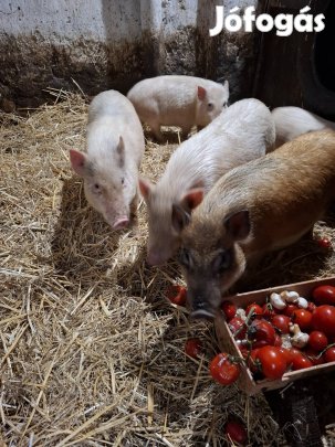 Malac eladó több méretben 