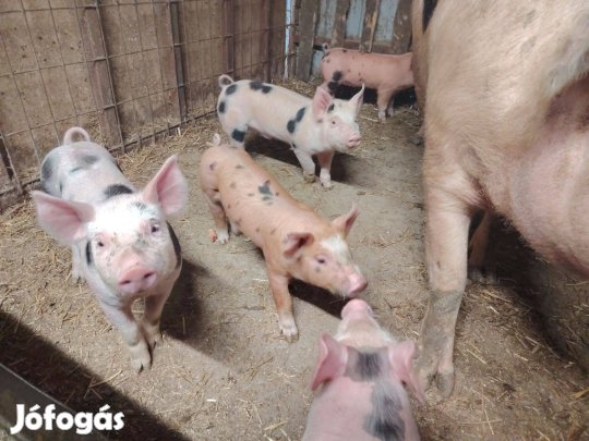 Malac hízó kapható