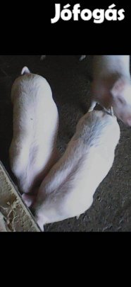 Malac kapható!