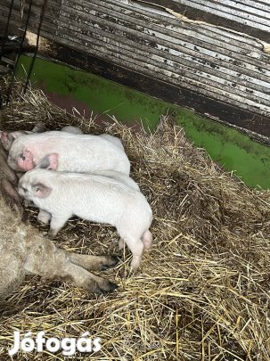 Malac süldő eladó csere érdekel
