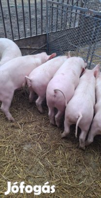 Malac,süldő,sertés