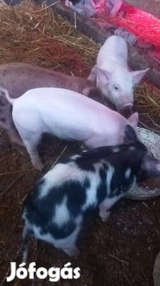 Malacok Süldők Rákóczifalva