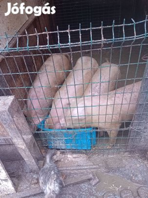 Malacok dunaharasztin