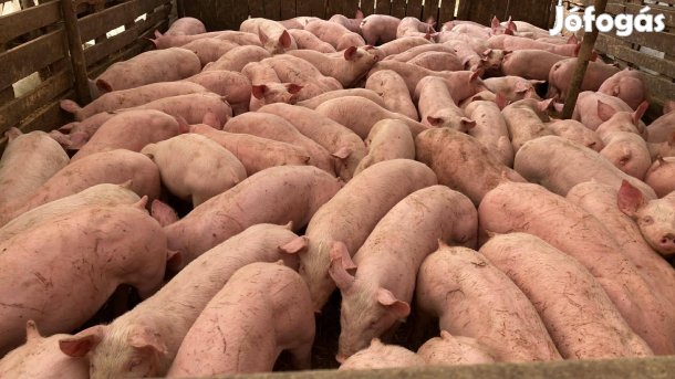 Malacok eladók Kisteleken