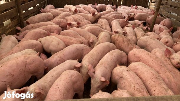 Malacok eladók Kisteleken!