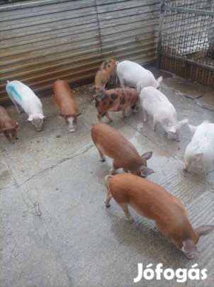 Malacok eladók, 9db