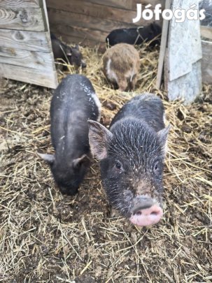Malacok eladók, keverék( Vietnámi mangalica)