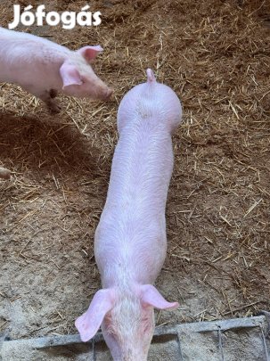 Malacok eladók egybe is akar