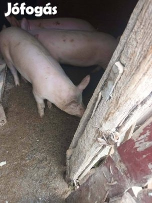 Malacok eladók olcson