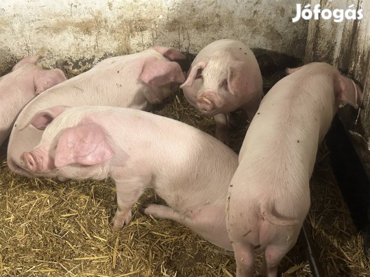 Malacok eladók tenyésztőtől