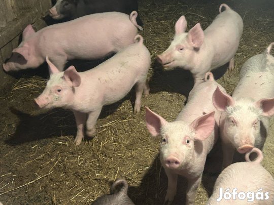 Malacok eladók termelőtől