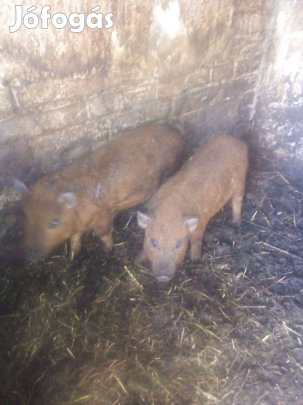 Malacok kan göbe eladók