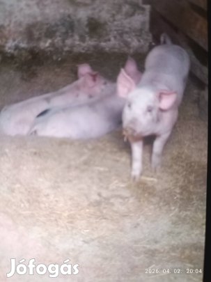 Malacok költöznenek