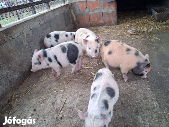 Malacok költöznének