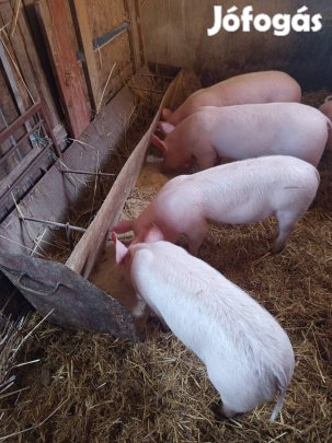 Malacok költöznének!