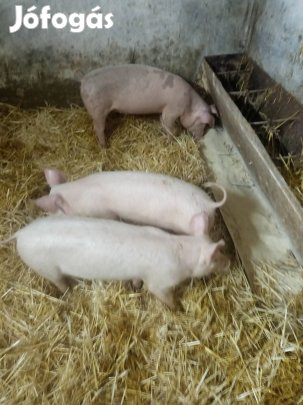 Malacok költöznének!