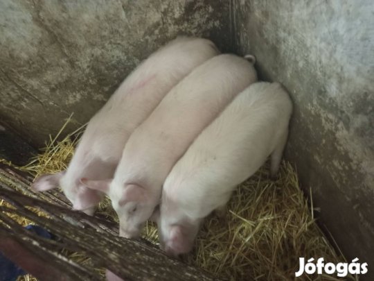 Malacok költöznének!