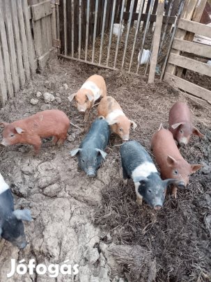 Malacok költöznének 