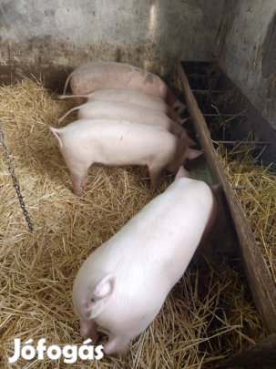 Malacok költöznének!