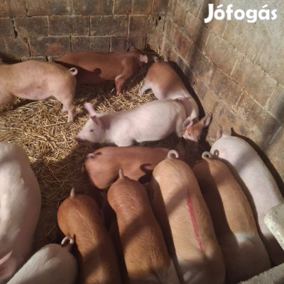 Malacok magyarnagyfehér* durok