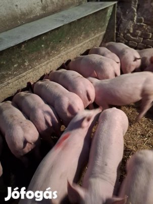 Malacok süldők eladók