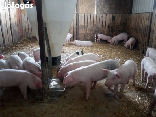 Malacokat vásárolok