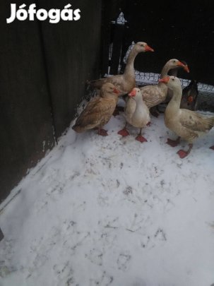 Malacokkal helyet cserélne 7db Liba 3 Szürke 4 fehér