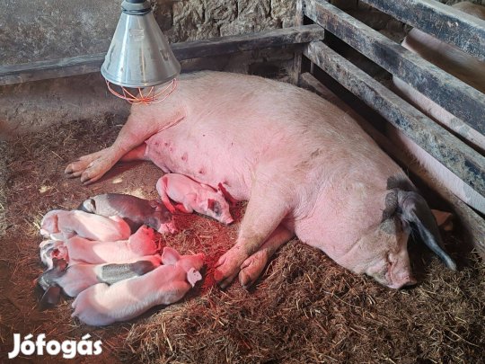 Malacos kocák eladó