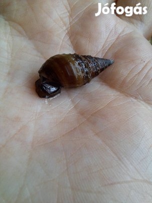 Maláj tornyos csigák eladók 