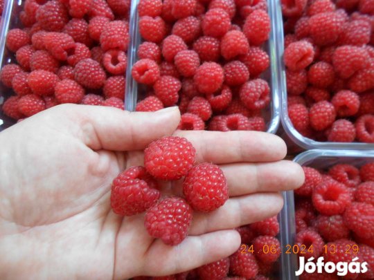 Málna, málnatő folyton termő (Autumn bliss)