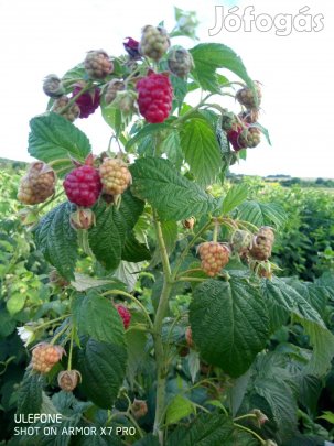 Málna folytonérő tő sarj