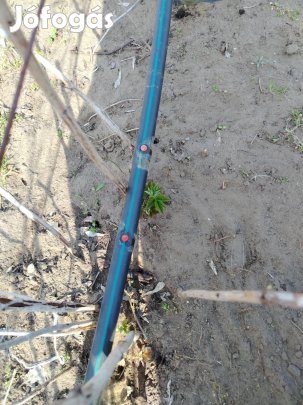 Málna málna tövek folytontermő Sugano fajta eladó