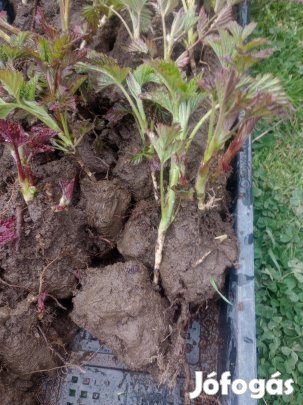 Málna szabadgyökeres hajtás 350 ft/db