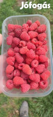 Málna tő . Polka málna 