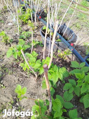 Málnatővek folytontermő Sugano fajta eladó