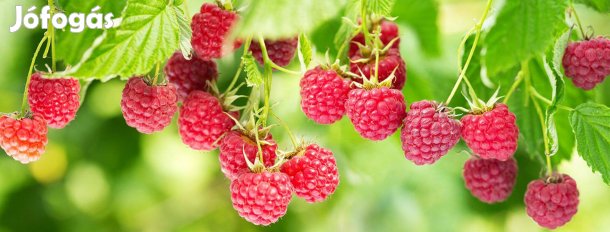 Málnavessző málnatő málnabokor málnacserje folytontermő nagy málna