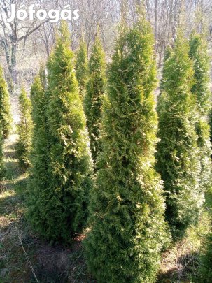 Malonyai tuja eladó