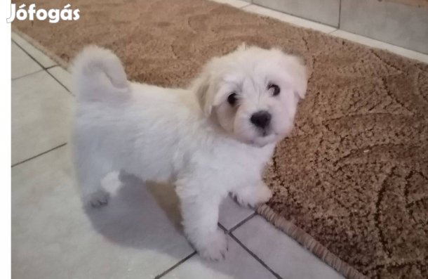 Máltai selyem kisfiú