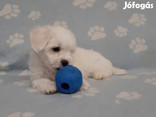 Máltai selyem mini nem maltipoo