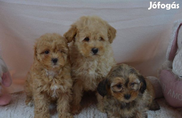 Maltipoo (T.uszkár/Máltai selyem)