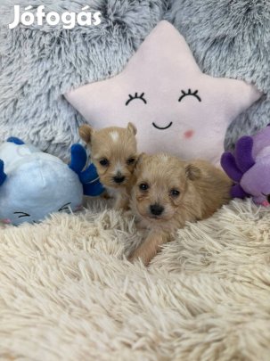 Maltipoo (T.uszkár X Máltai selyem)