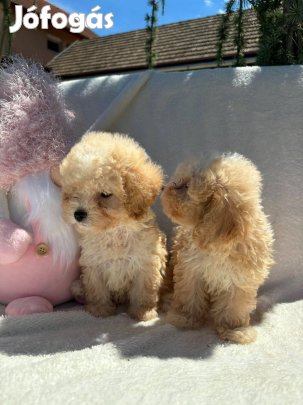 Maltipoo ( T.Uszkár X Máltai Selyem)