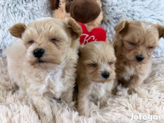 Maltipoo ( T. Uszkár X Máltai Selyem)