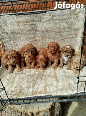 Maltipoo + törpe uszkár fajtajellegű kiskutyák