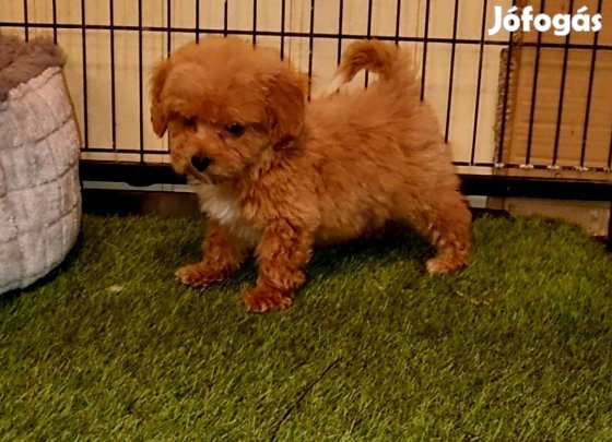 Máltipoo, toy uszkár kellegű kisfiú eladó