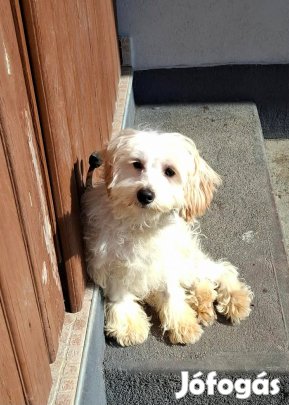 Maltipoo fajtatiszta jellegű kan kutya