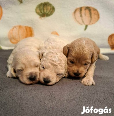 Maltipoo fajtatiszta jellegű kiskutyák foglalhatóak